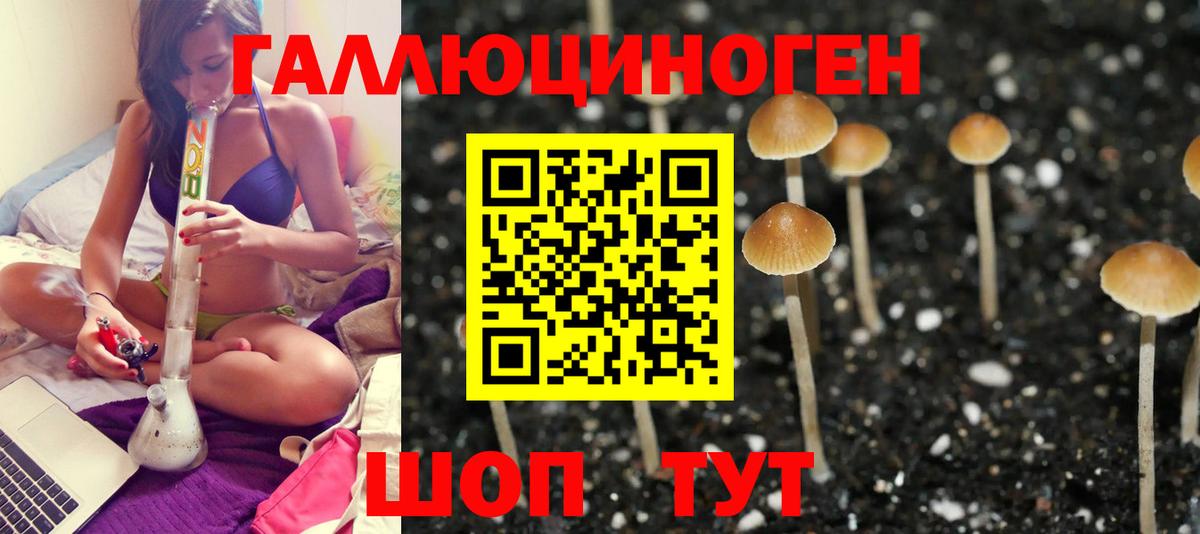 Галлюциногенные грибы Psilocybine cubensis Кирово-Чепецк